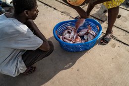 Accra;-Ghana;-Jamestown;-fishing-harbour;-sorting;-fish;-basin;-negotiation;-fish-trader;-fisherman;-informal-trade;-quay;-daily-life;-artisanal-fishing;-fishing-community;-Gulf-of-Guinea;-West-Africa;-historic-district;-documentary-photography;-Kaleidos;-Kaleidos-images;-La-parole-à-limage;-Stories-Pictures;-Tarek-Charara